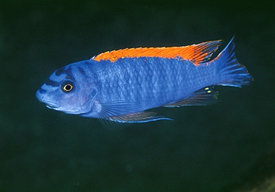 Labeotropheus trewavasae 'Zimbawe Rock'